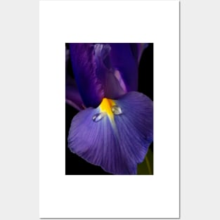 Dew Drops On Blue Iris Posters and Art